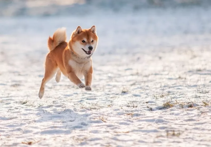 Jumping Shiba Inu