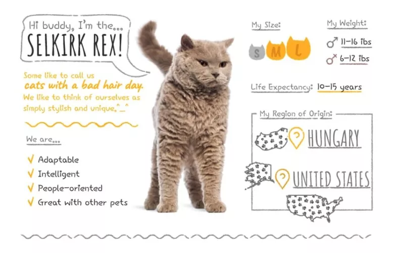 Selkirk Rex summary