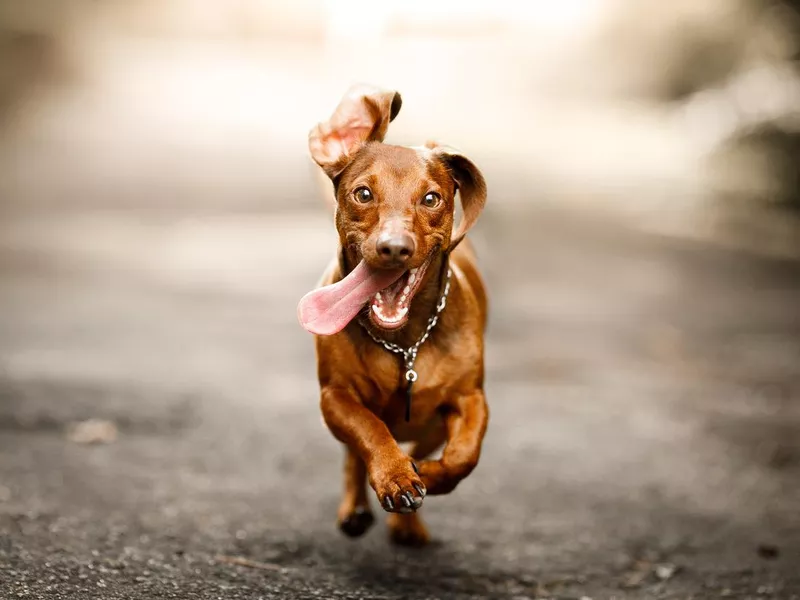 Dachshund