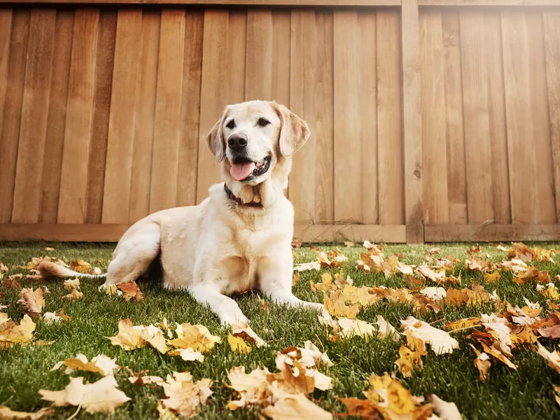 Labrador Retriever