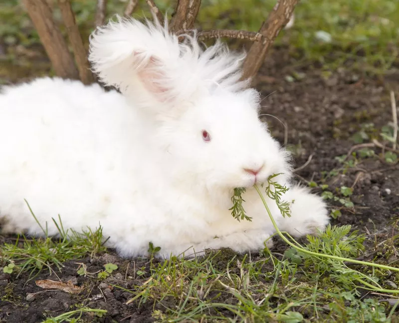 Fluffy angora rabbit eating herbs on grass