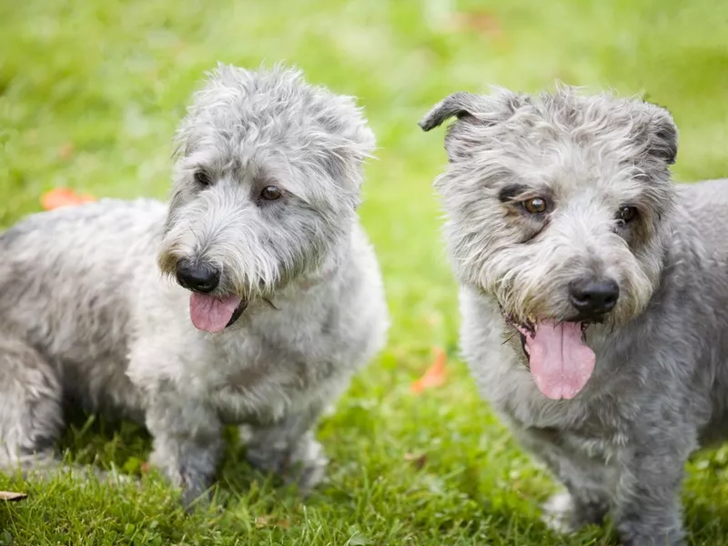 Glen of Imaal Terriers