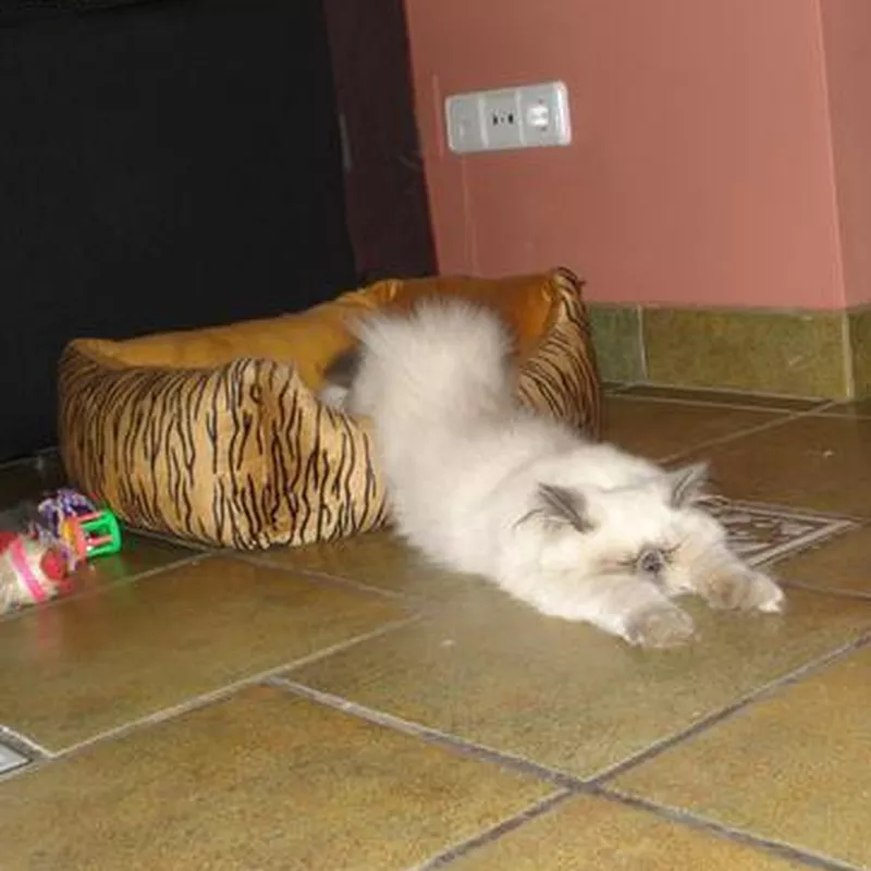 Cat oozing out of bed