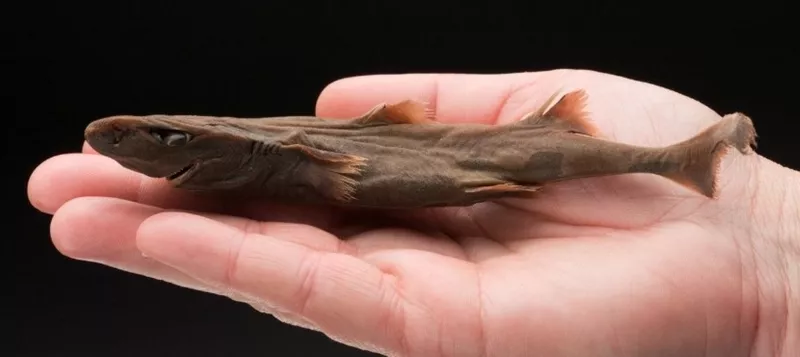 Dwarf lantern shark