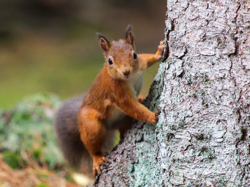 Squirrel in day time