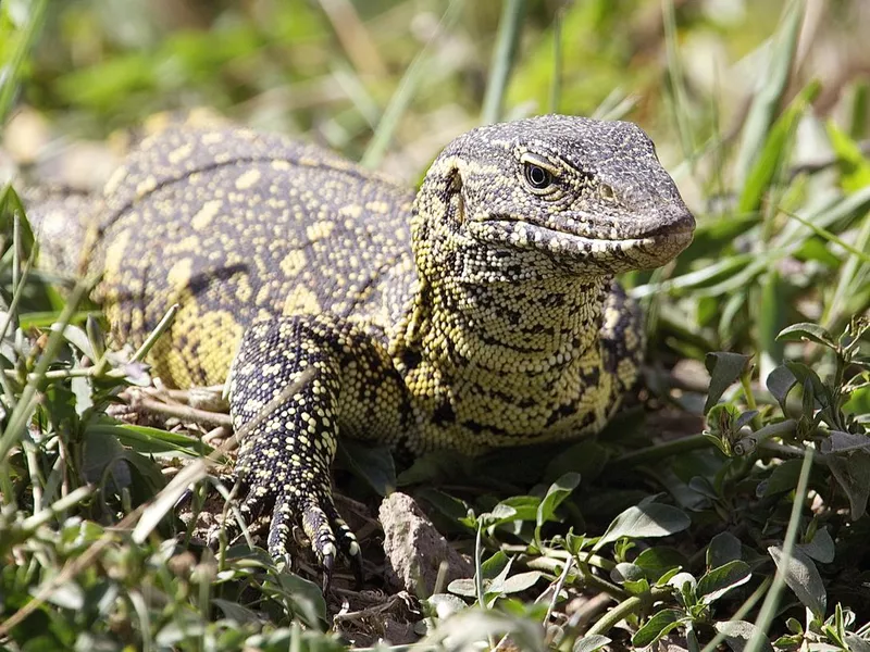 Monitor Lizard