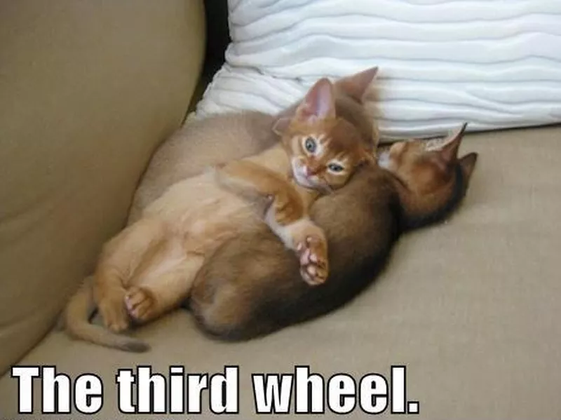 three kittens cuddling