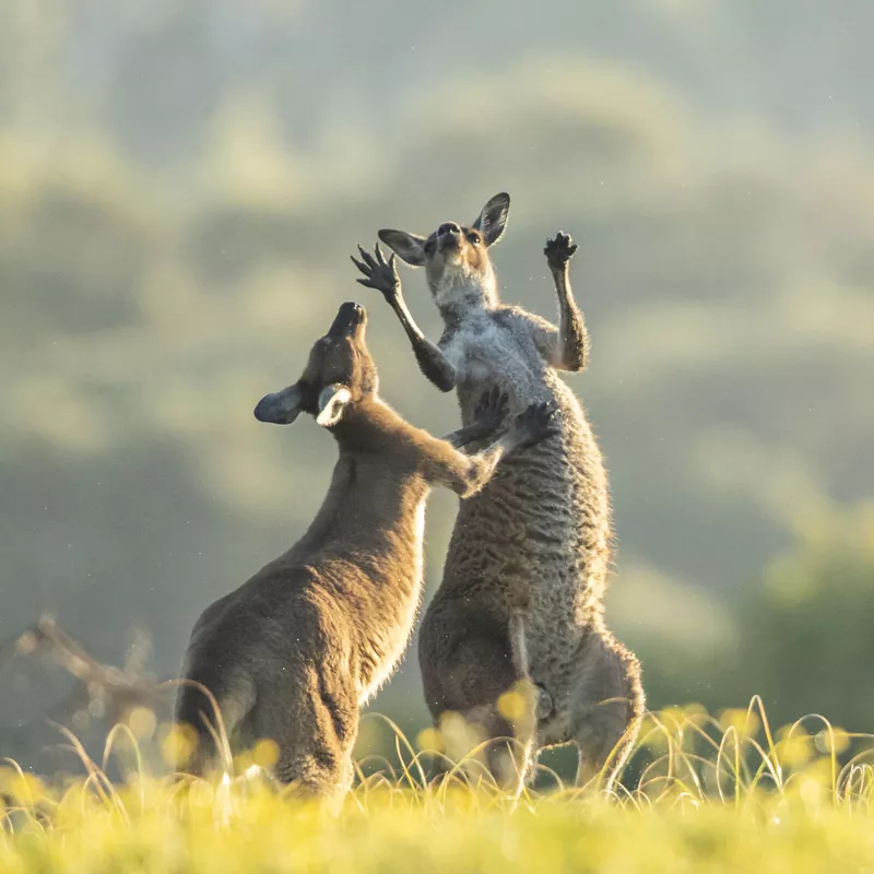 Itchy Roo