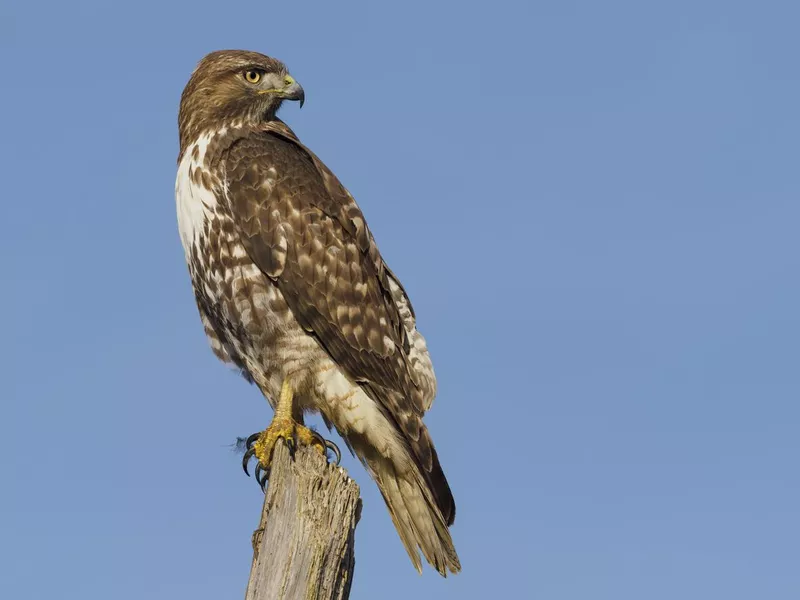 Red Tailed Hawk