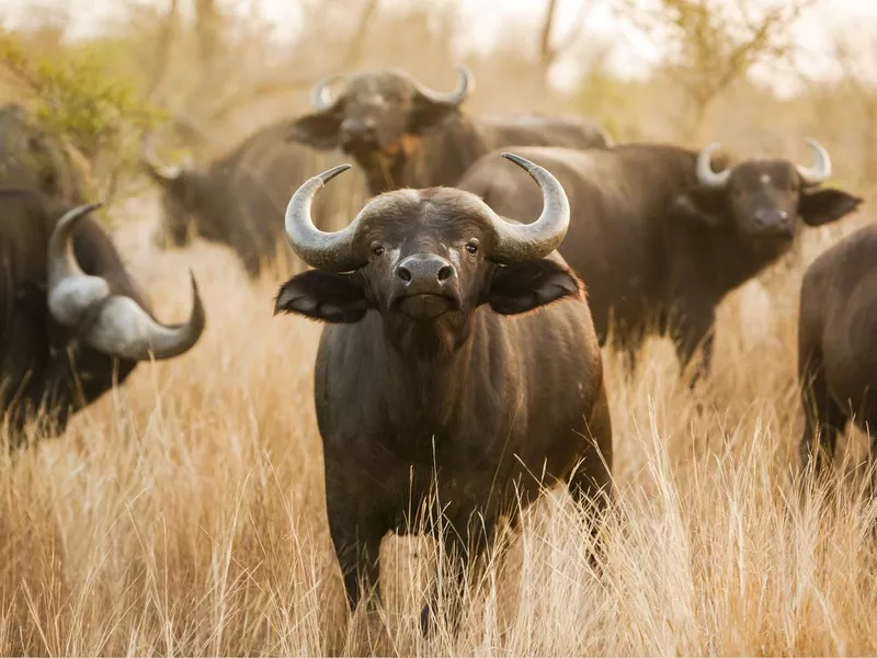 Buffalo staring in a field with other buffalo