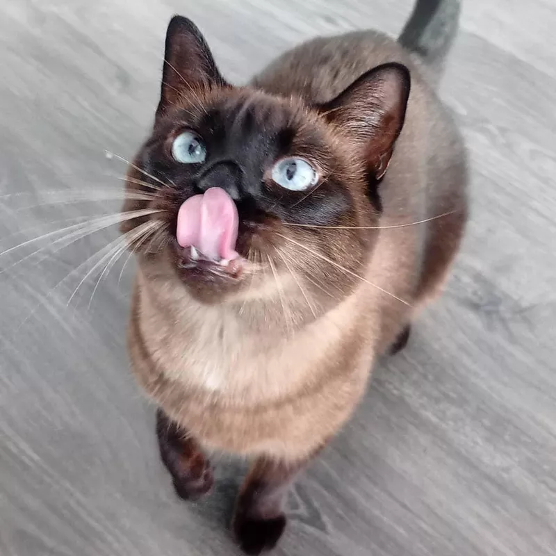 Siamese