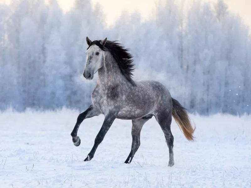 Andalusian in winter