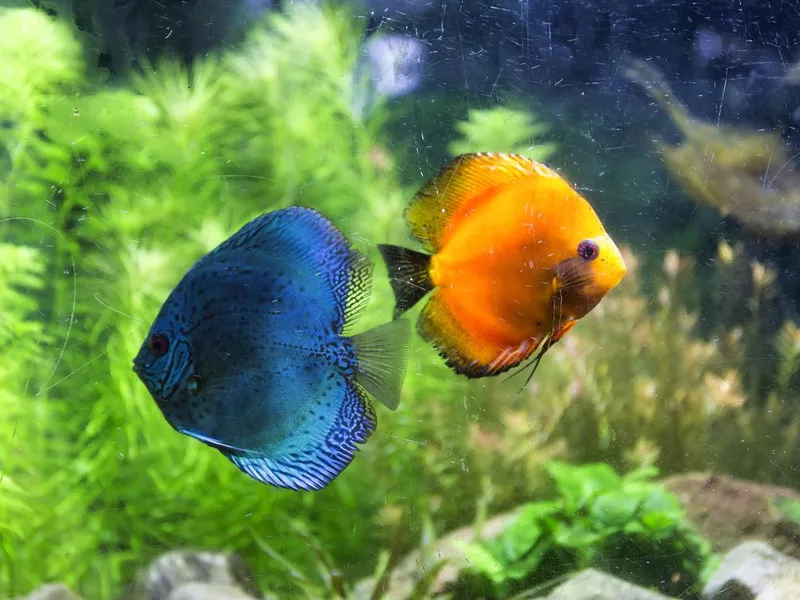 Discus