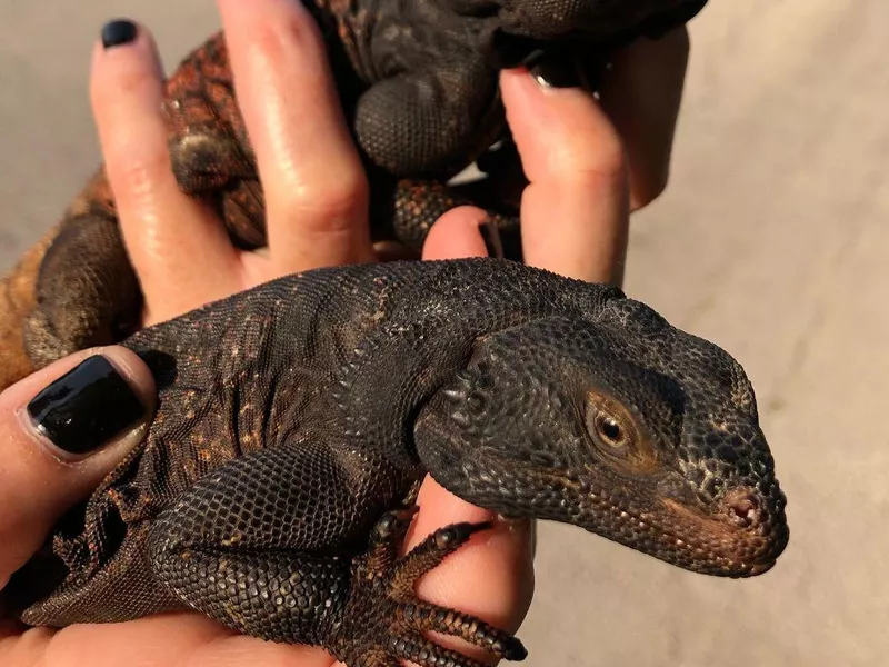 Chuckwalla
