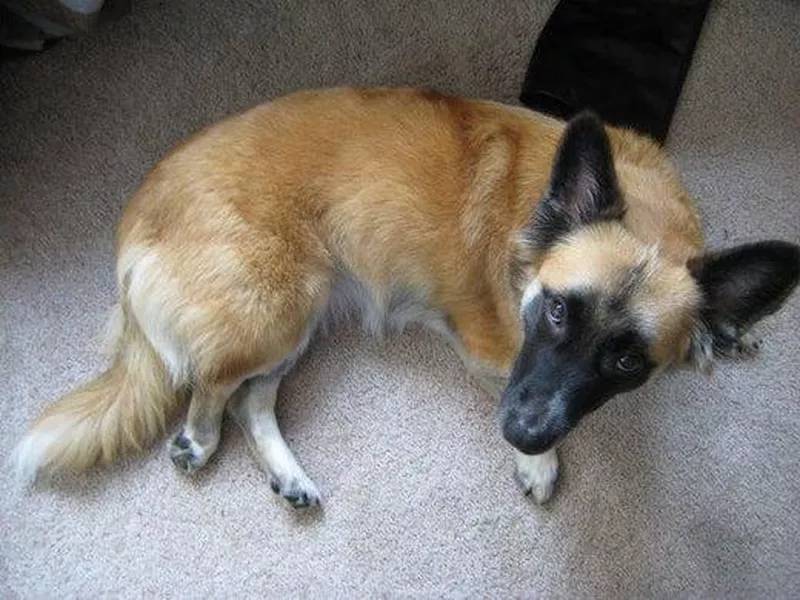 Belgian and corgi cross