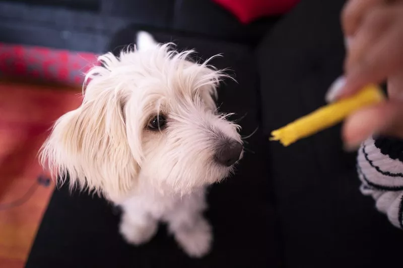 Dog in trouble for eating something he wasn't supposed to