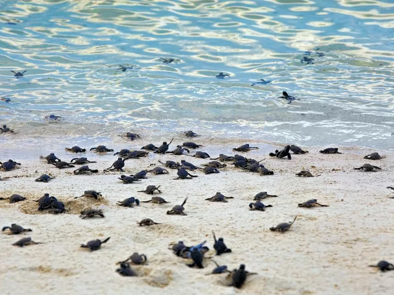 Turtle Hatchlings going to the sea