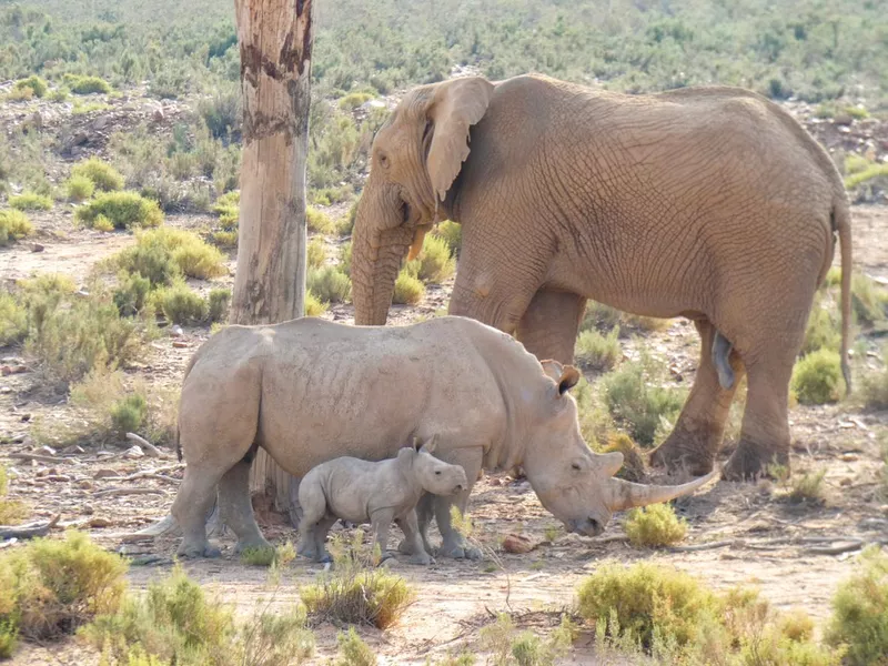 White rhinos and African Elephant