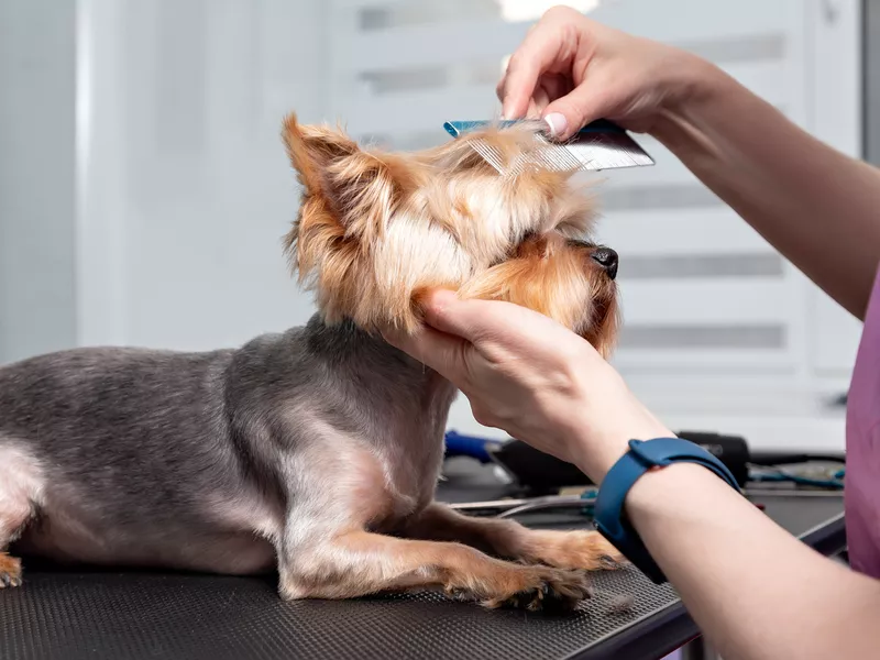 Yorkshire terrier grooming