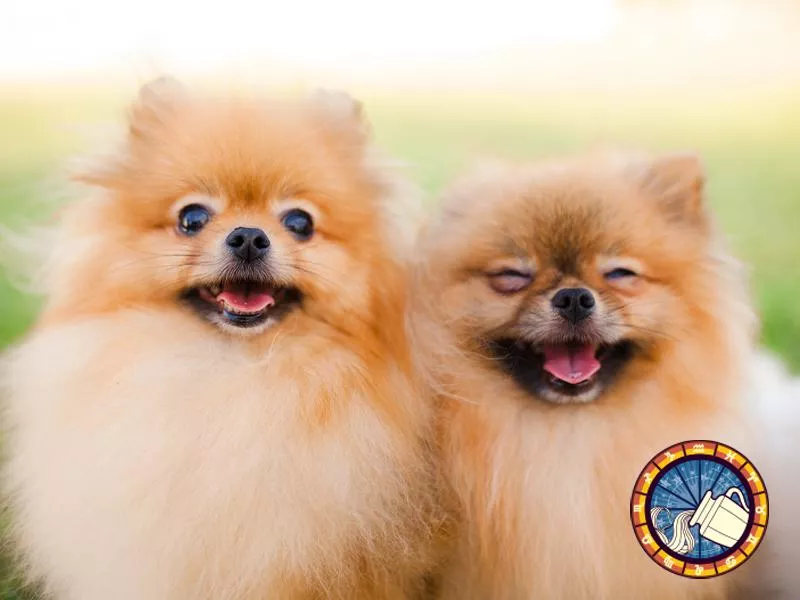 Pomeranians