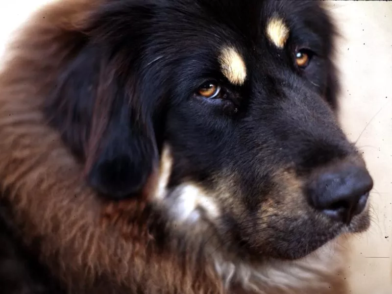 A Tibetan close up