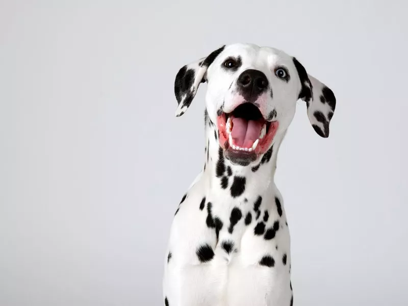 Dalmatian