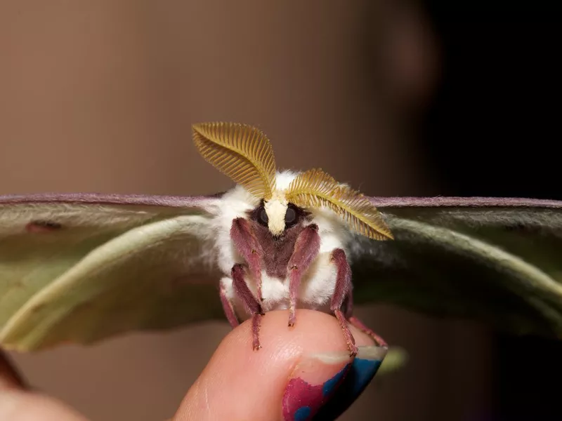 Luna Moth on kids finger