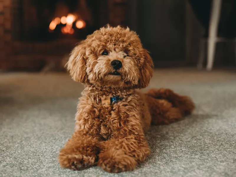 Poodle