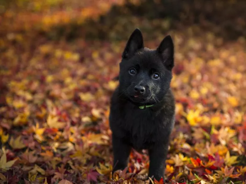 Smart Dog Breeds: Schipperke