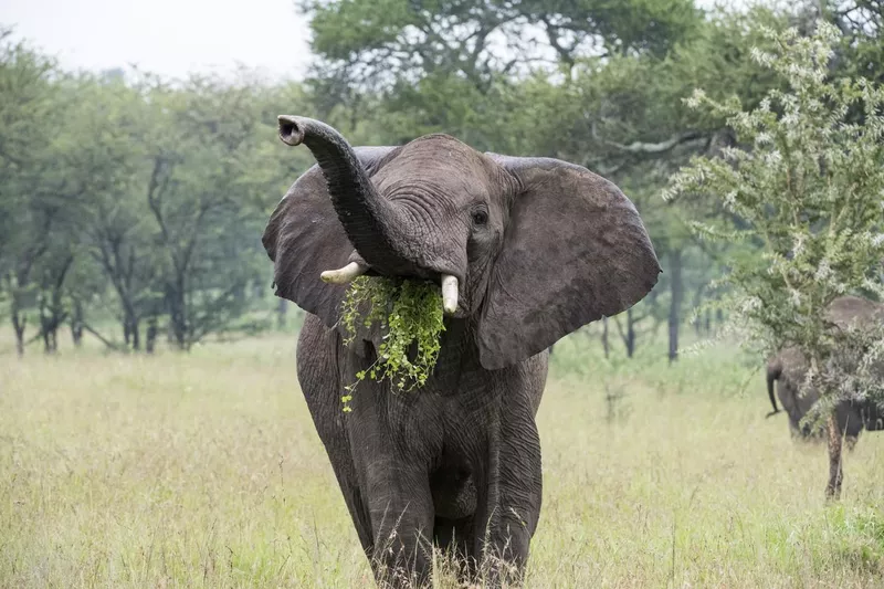 Elephant eating