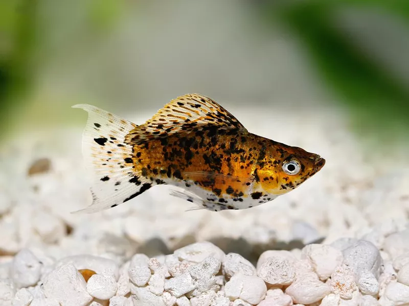 Sailfin Molly