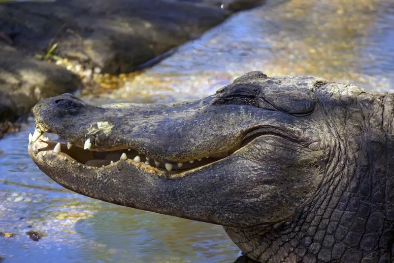 Alligator smile