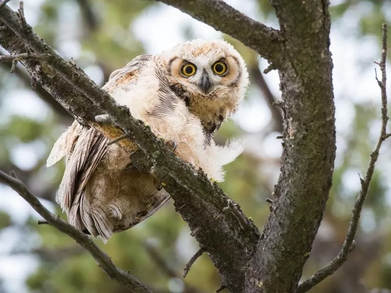owl