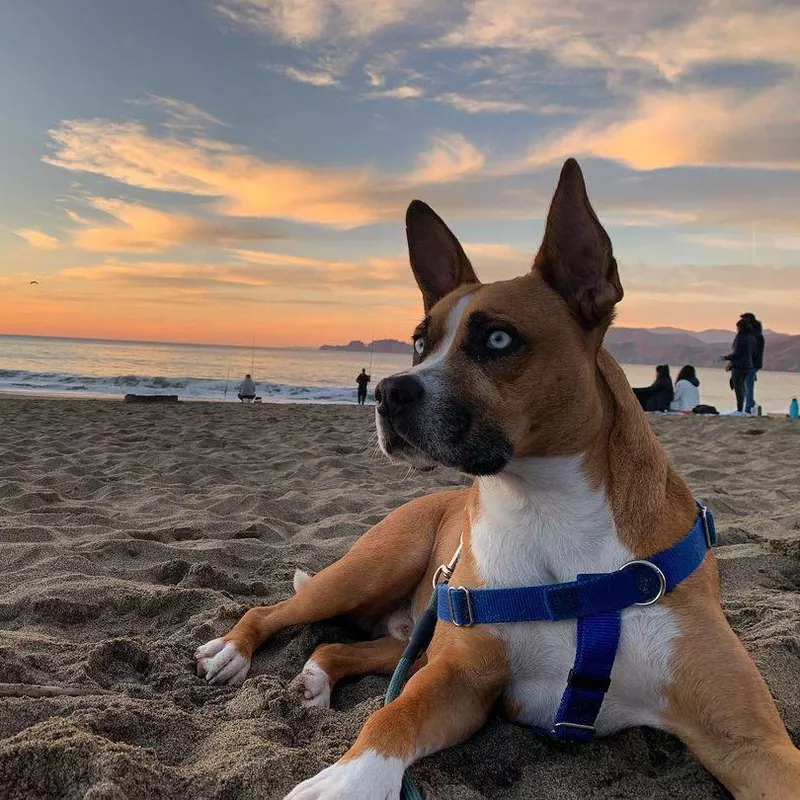 Bottom Line: Boxer Husky Mix