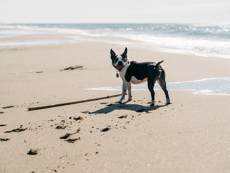 Boston Terrier
