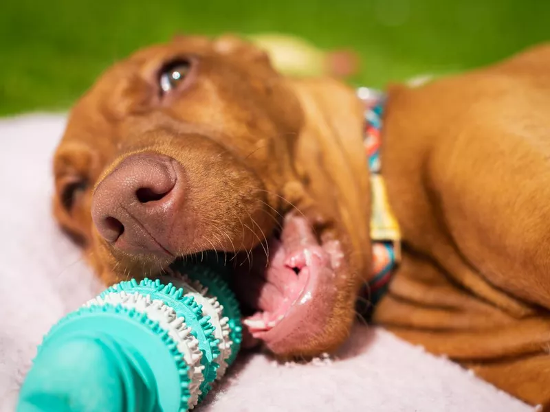 Puppy chewing on rubber toy