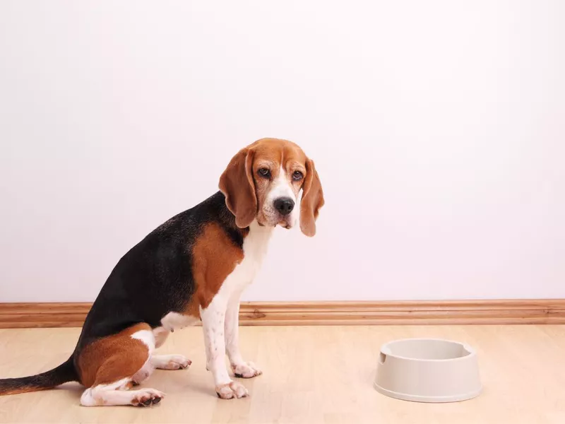 Dog bowl is empty