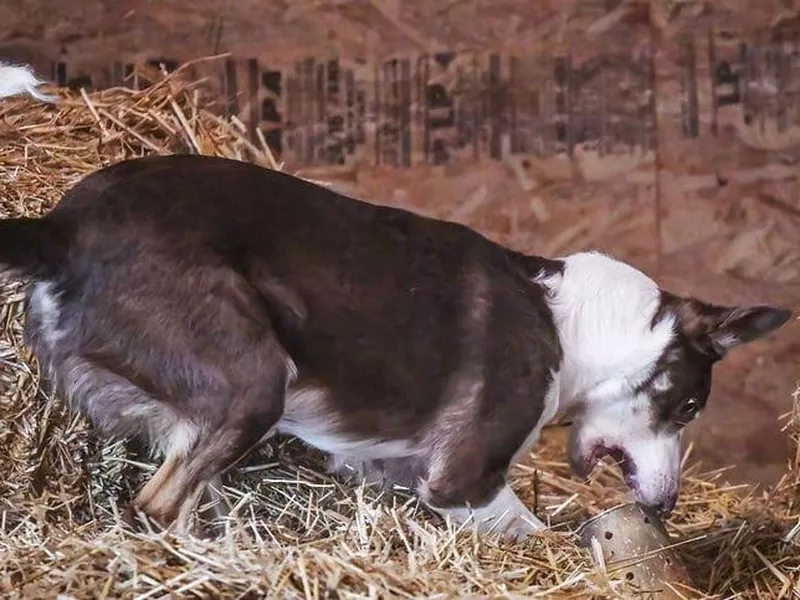 Barn Hunt