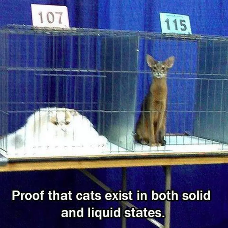 Liquid cat vs solid cat