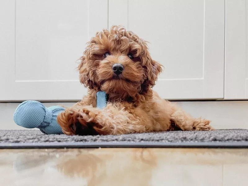 Puppy with Toy