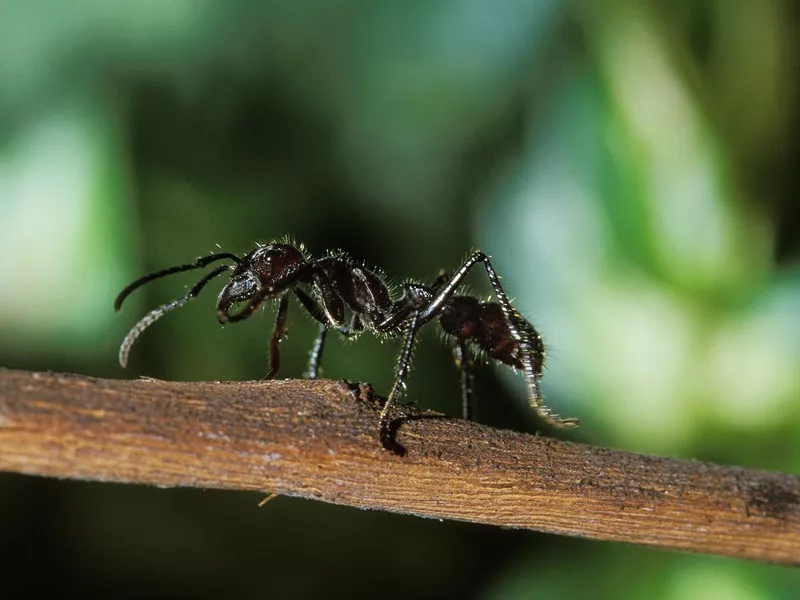 Bullet Ant