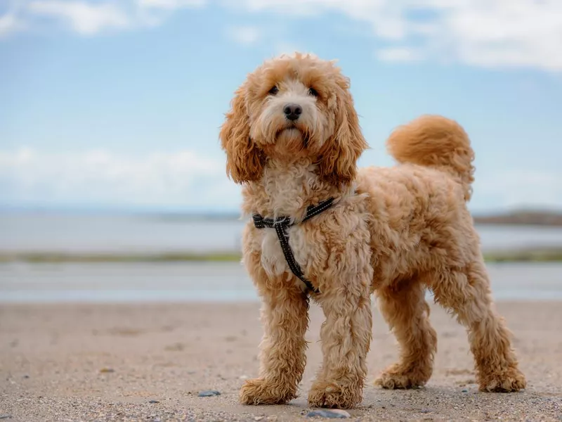 Adorable cockapoo
