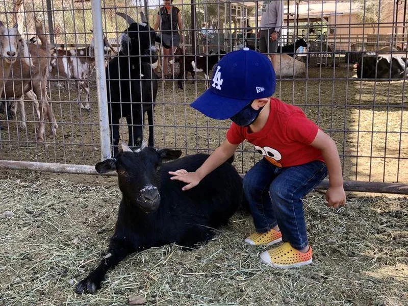 Gilchrist Farms petting zoo