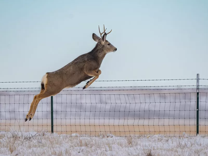 Young buck (stag) deer