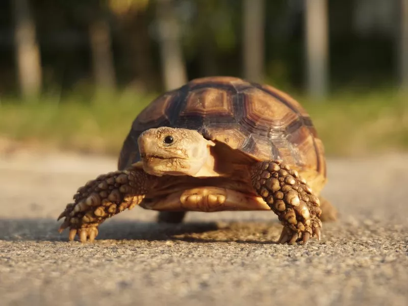 African Sulcata Tortoise