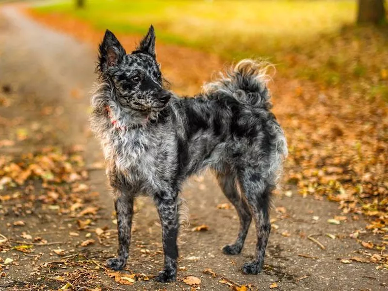 Mudi standing on a rural road in the fall