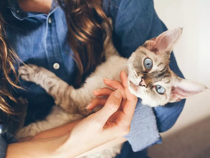 Devon Rex Cats