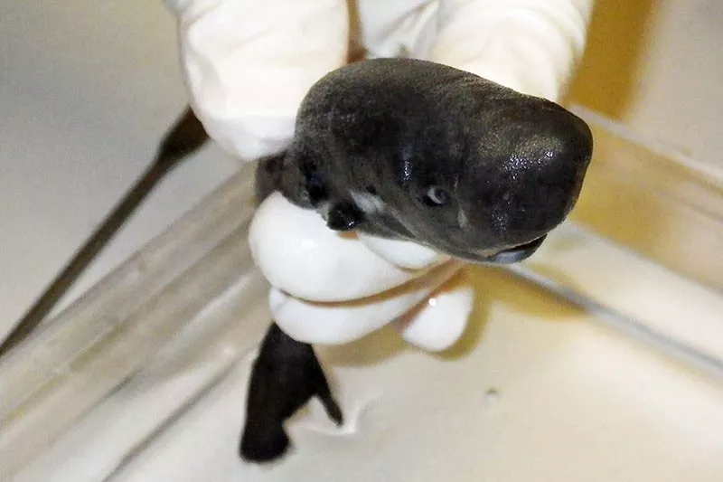 The rarest shark in the world, the American Pocket shark