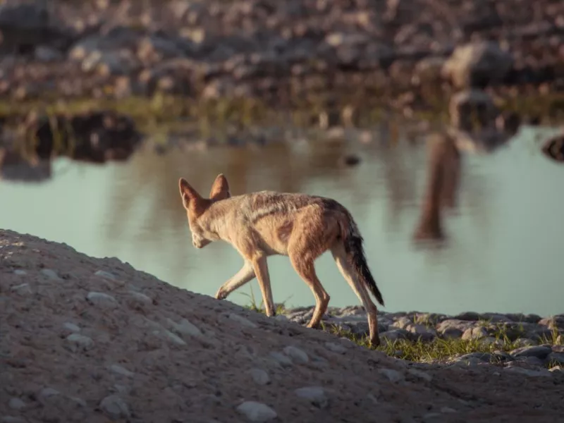 Fennec in Africa