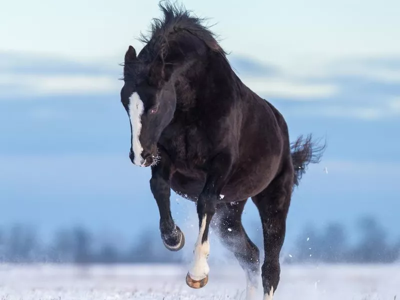 Hanoverian